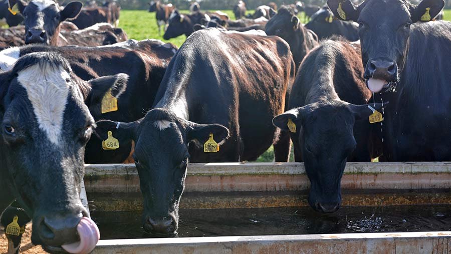 050817 large herd at water trough c no credit
